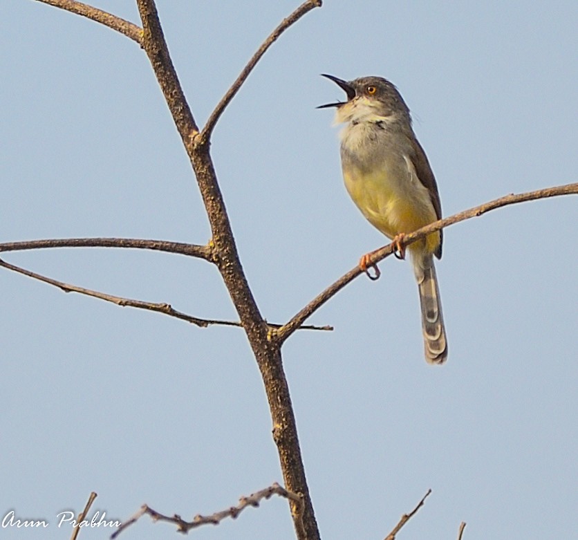 gråbrystprinia - ML211111821