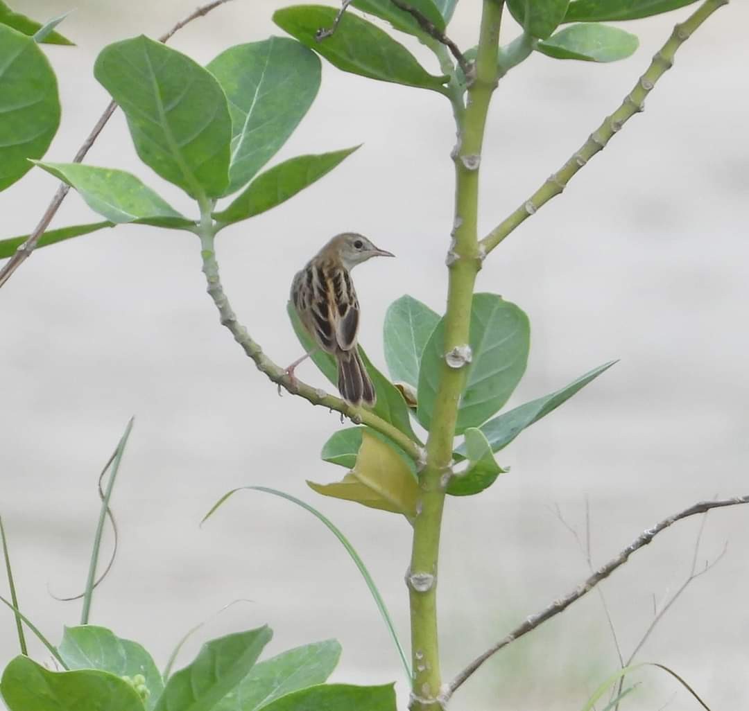 Zitting Cisticola - Chaiti Banerjee