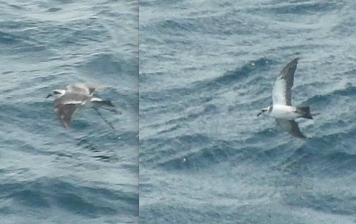 White-faced Storm-Petrel - ML211114341