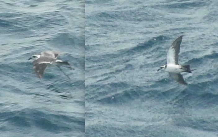 White-faced Storm-Petrel - Noam Markus