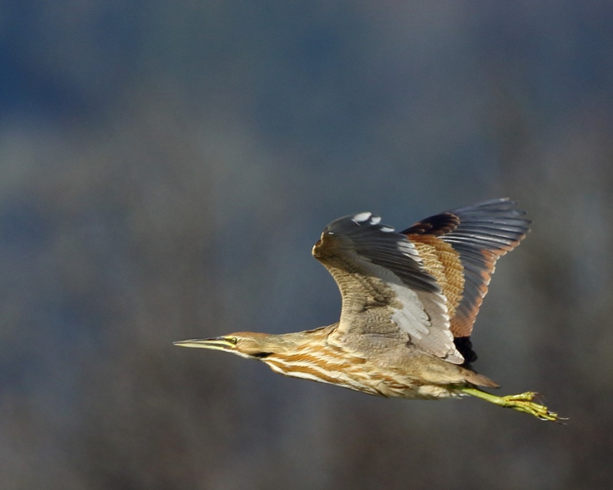 American Bittern - ML211114821