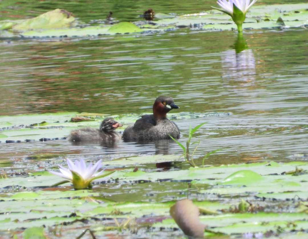 Little Grebe - ML211115671