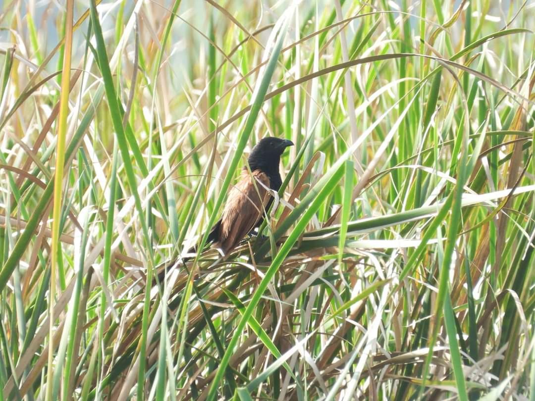 Lesser Coucal - ML211115681