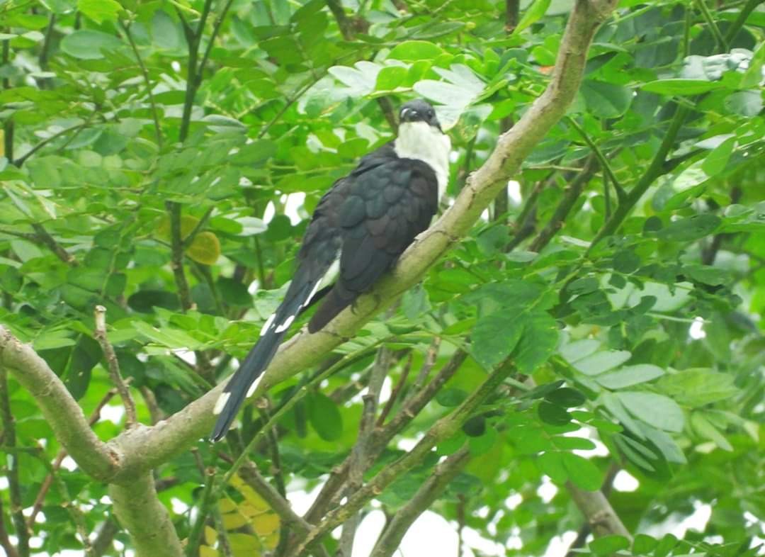 Pied Cuckoo - ML211115721