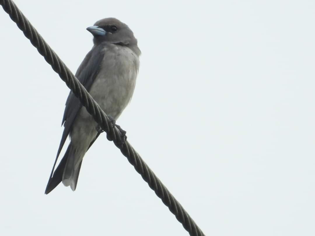 Ashy Woodswallow - ML211115781