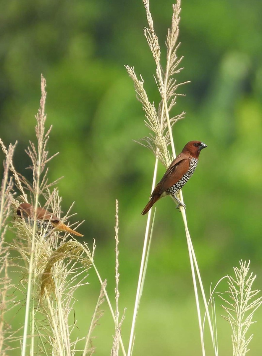 Scaly-breasted Munia - ML211115791