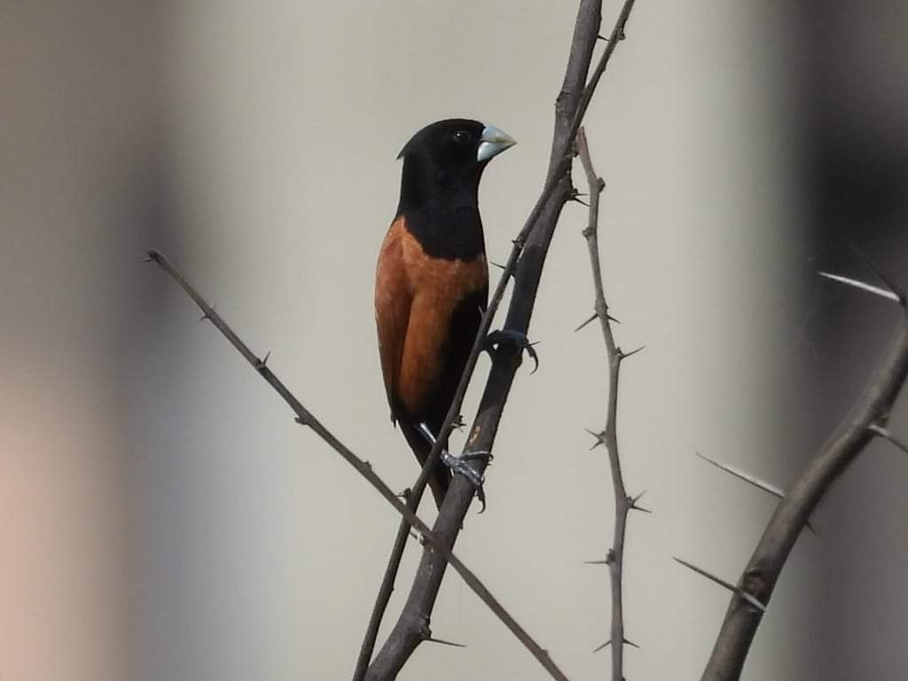 Chestnut Munia - ML211115801