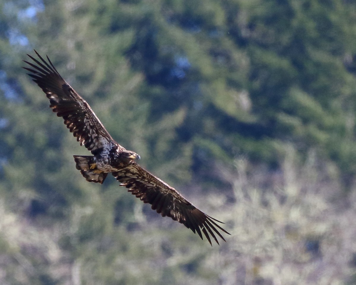 Bald Eagle - ML211116061