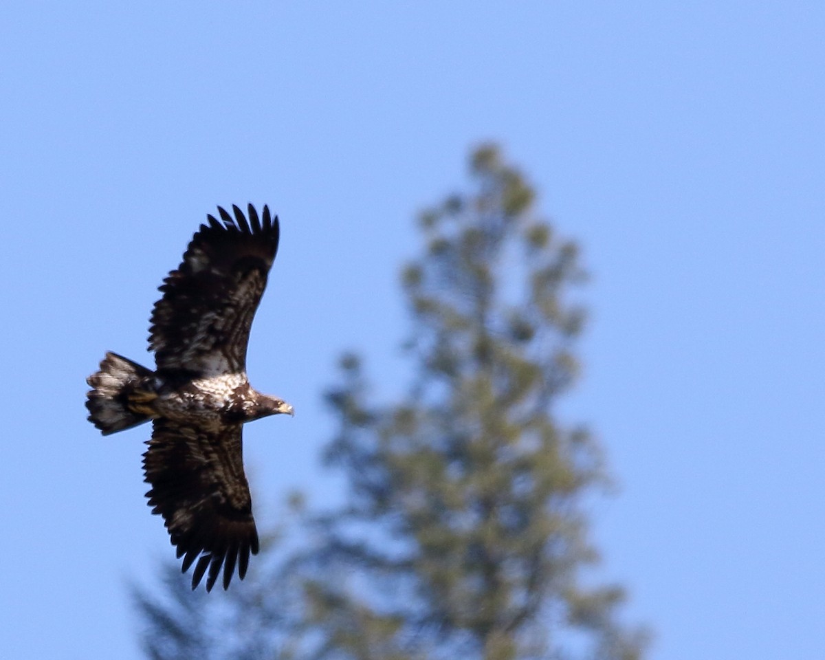 Bald Eagle - ML211116111