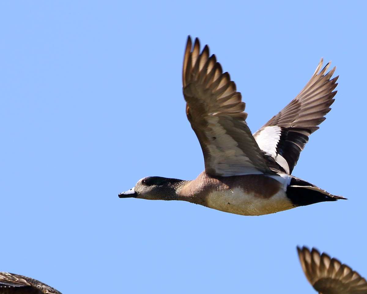 American Wigeon - ML211116251