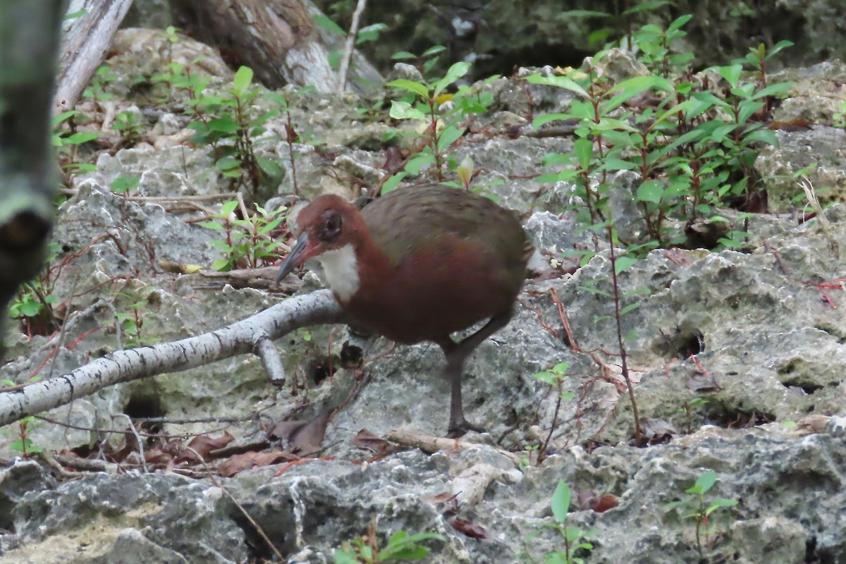 White-throated Rail - ML211116381