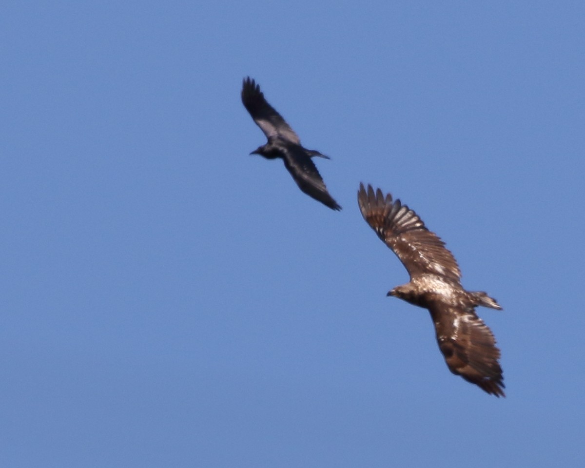 Bald Eagle - ML211116691