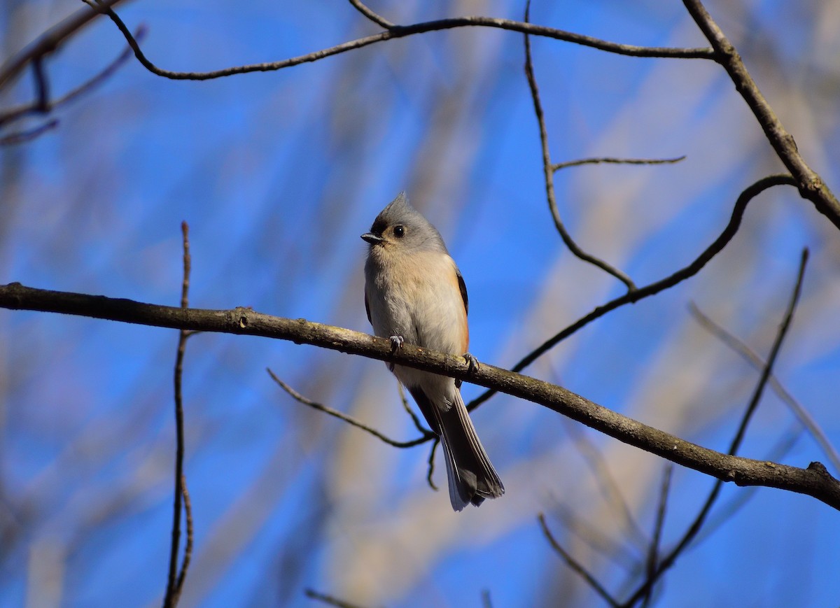 Tufted Titmouse - ML211116981