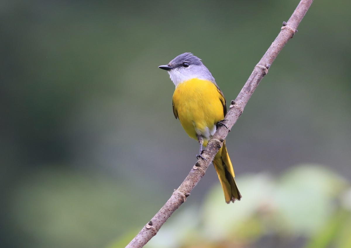 Gray-chinned Minivet - ML211118101