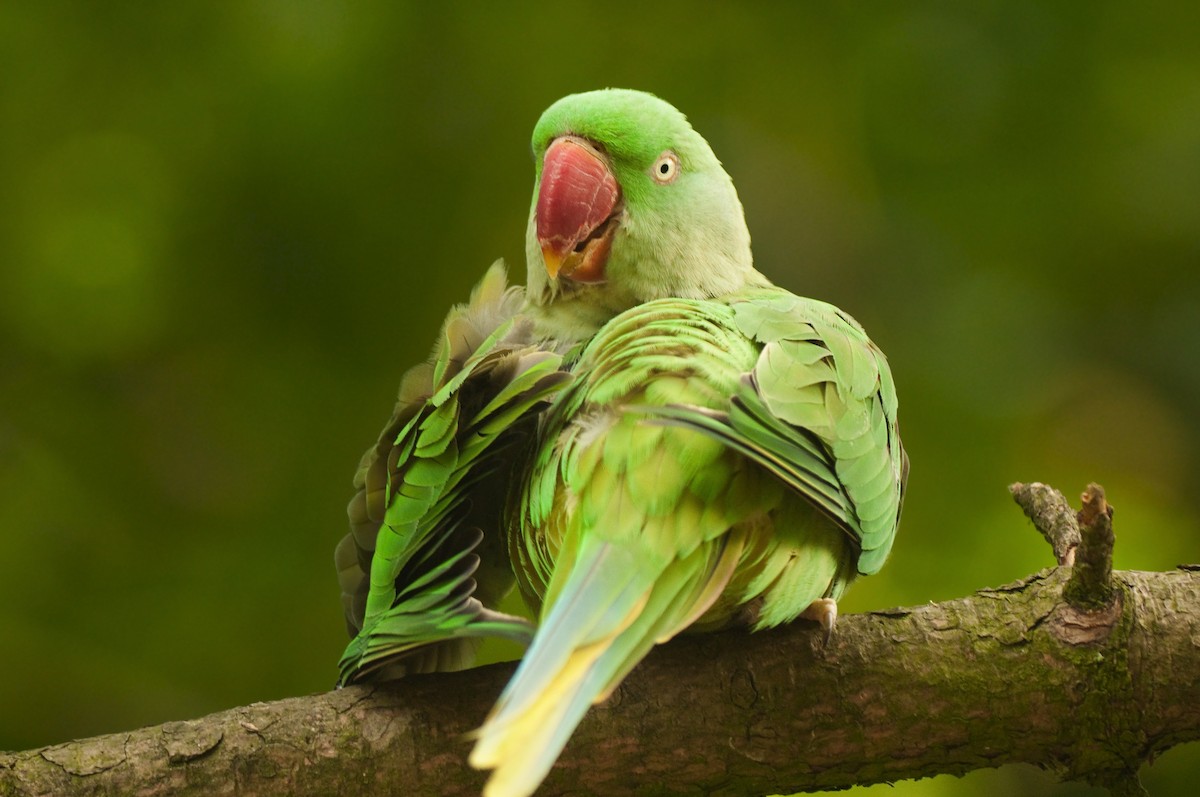 Alexandrine Parakeet - ML21111881