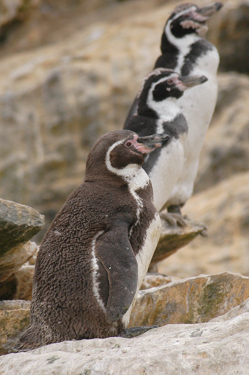 Humboldt Penguin - ML21111901