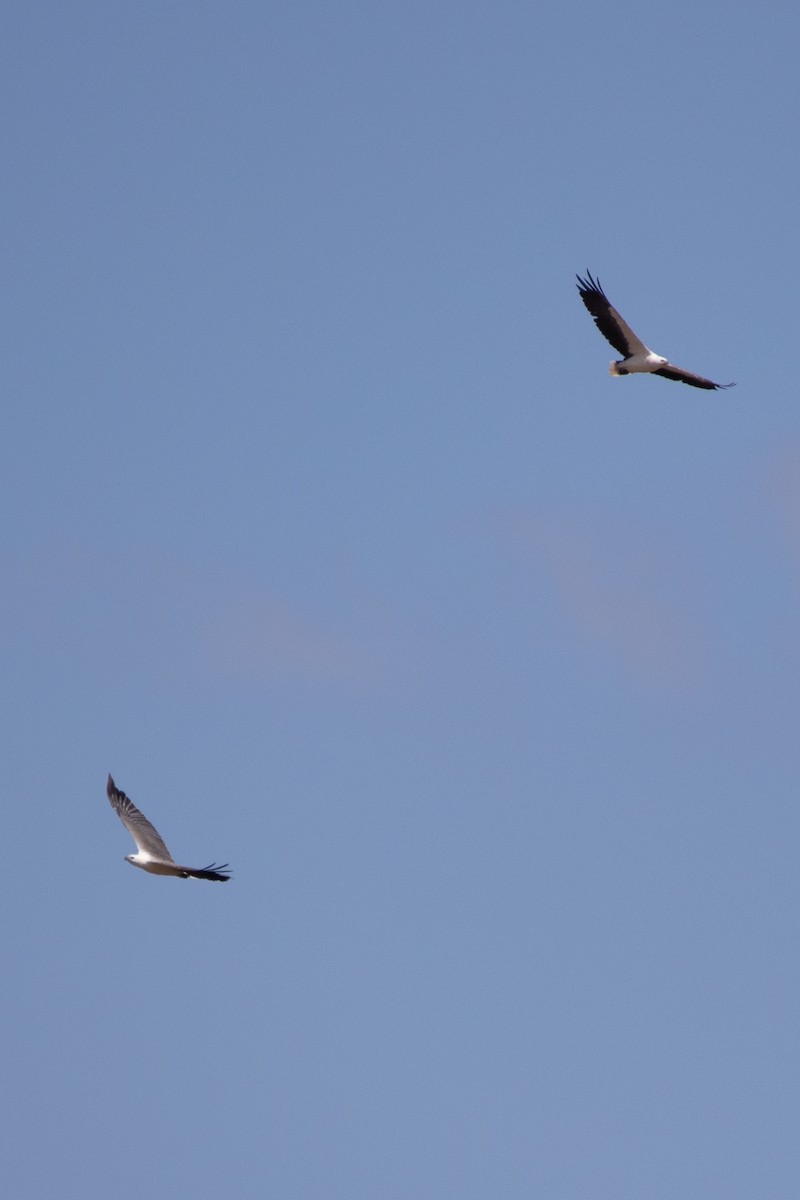 White-bellied Sea-Eagle - ML211120241