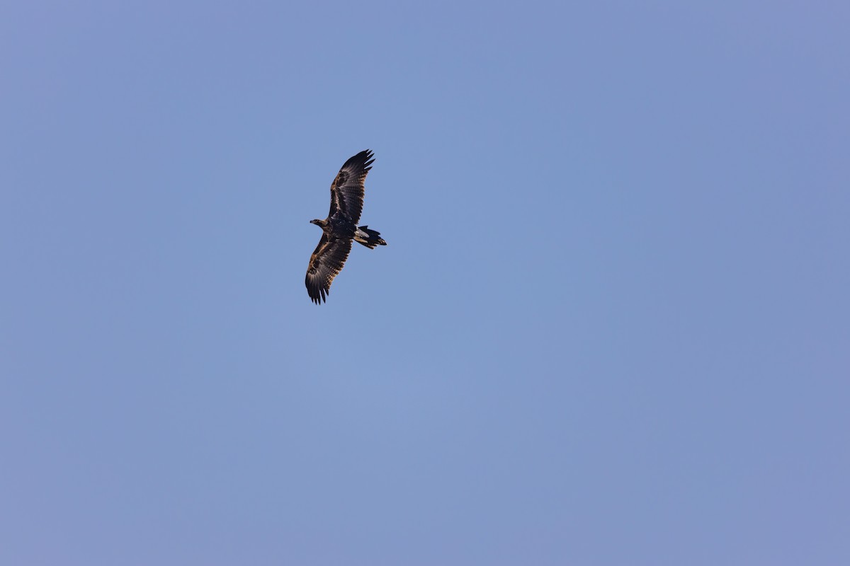 Wedge-tailed Eagle - ML211120261