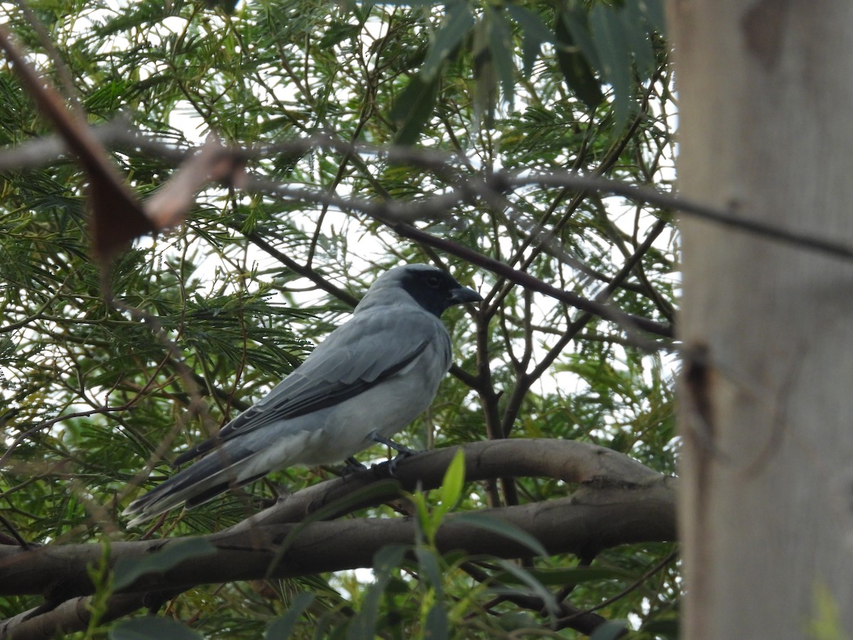 Black-faced Cuckooshrike - ML211121041