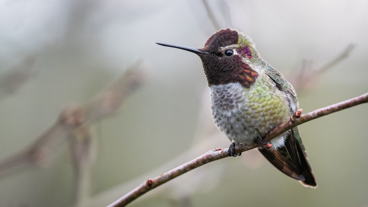 Anna's Hummingbird - Mason Maron