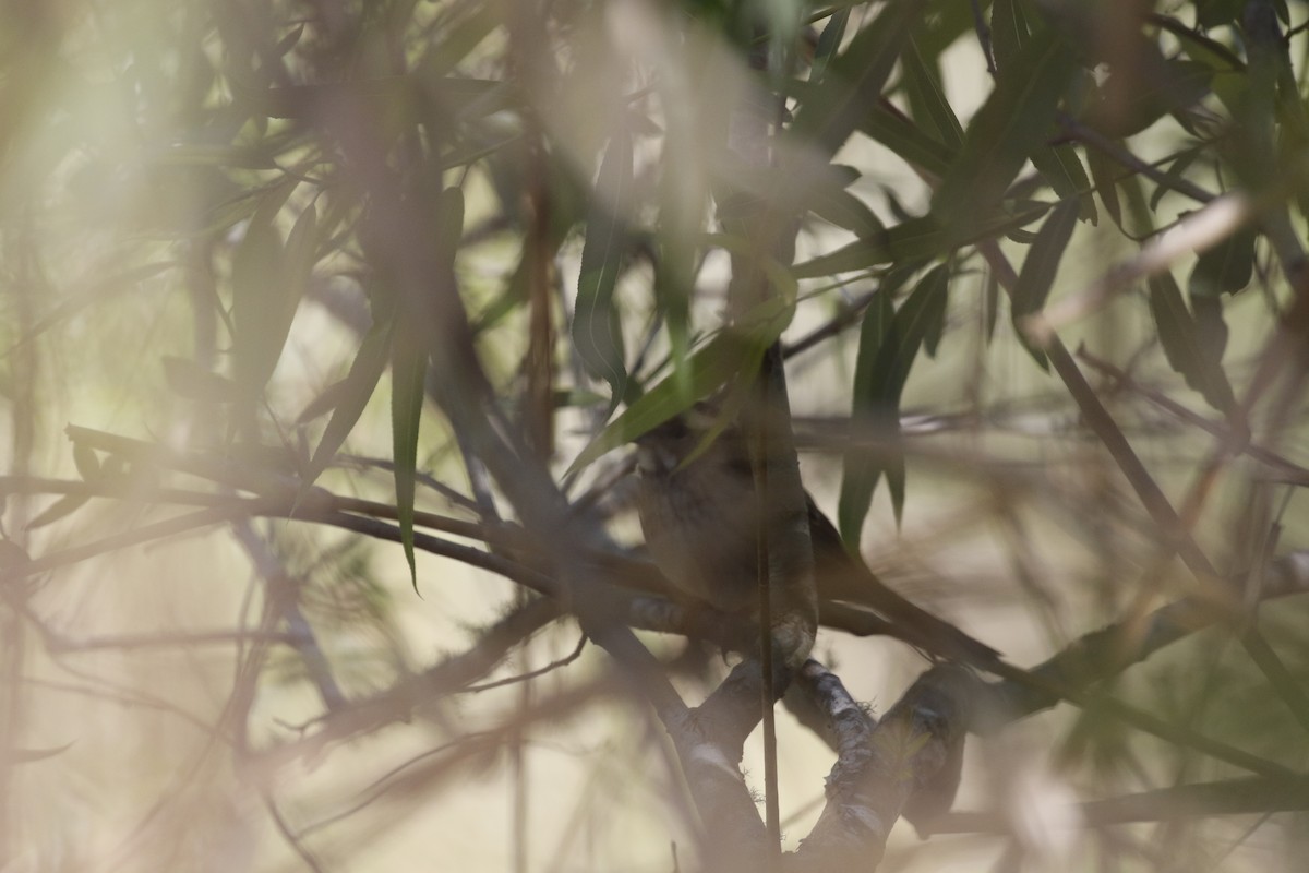White-throated Sparrow - Anne Ruben