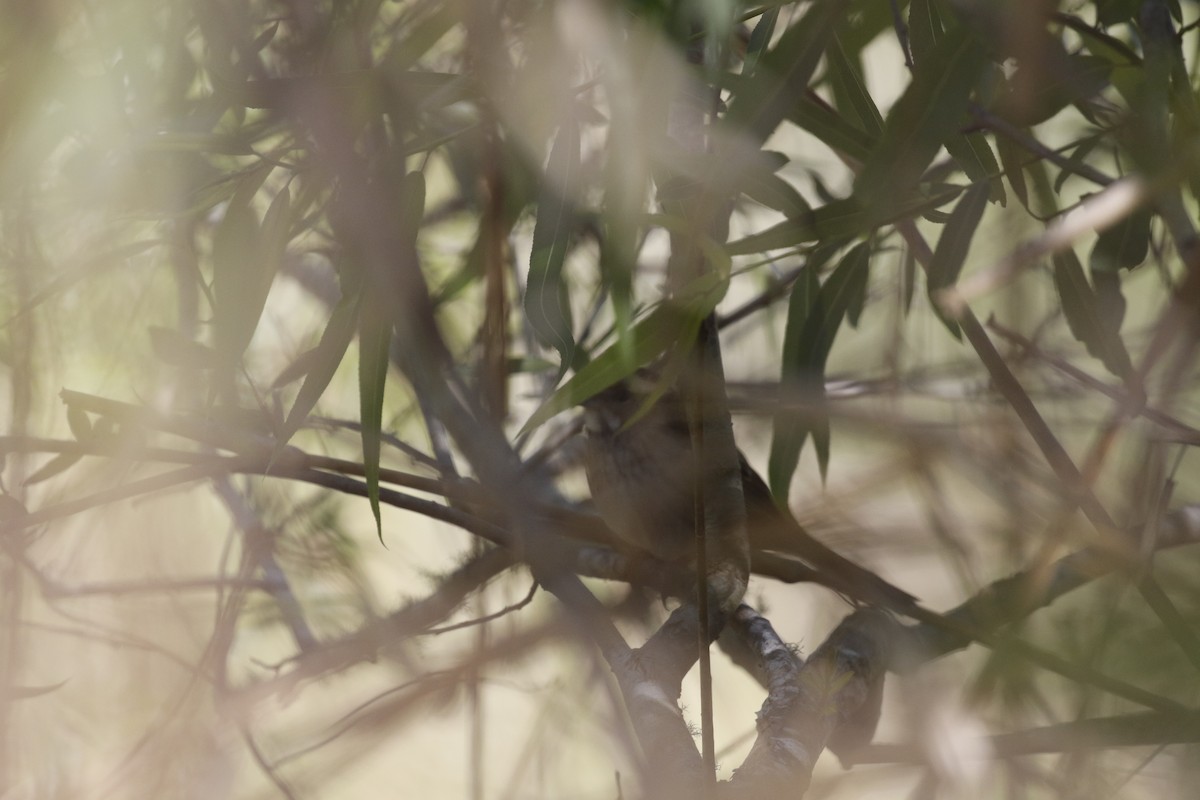 White-throated Sparrow - ML211121131