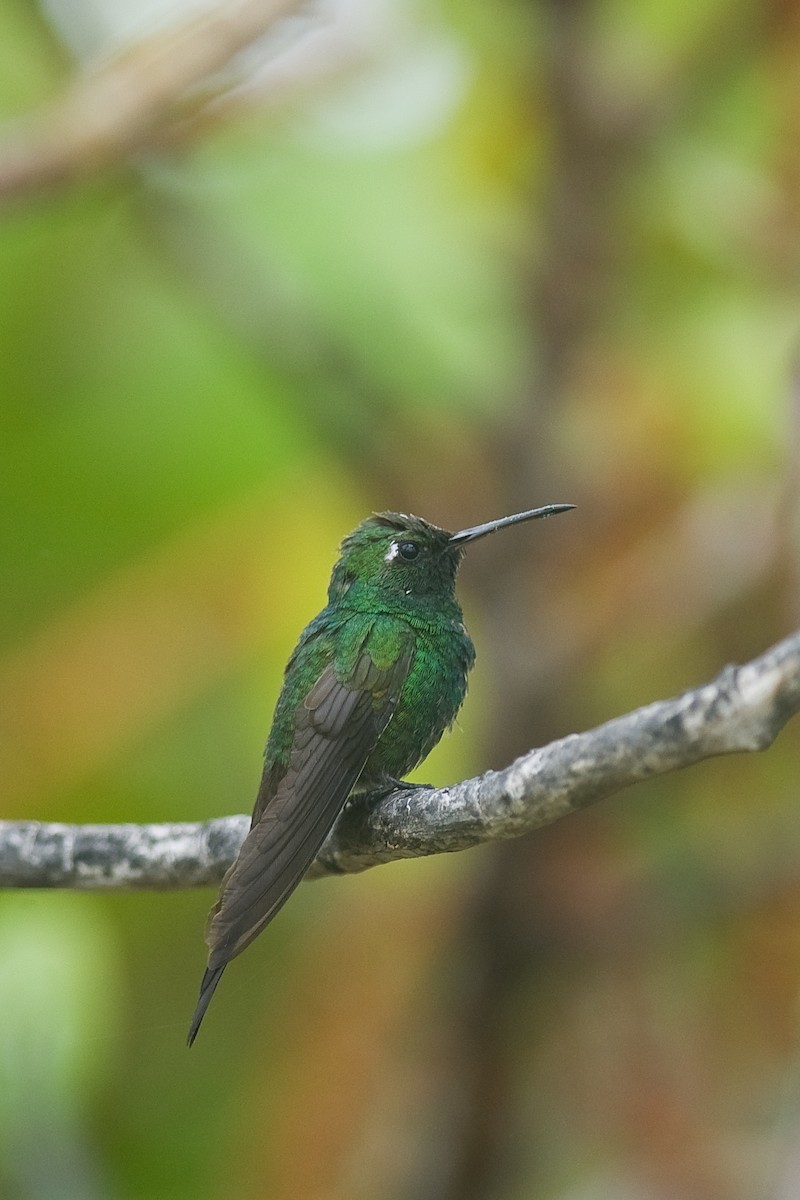 kolibřík kubánský - ML21112181