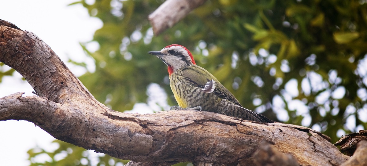 Cuban Green Woodpecker - Etienne Artigau🦩