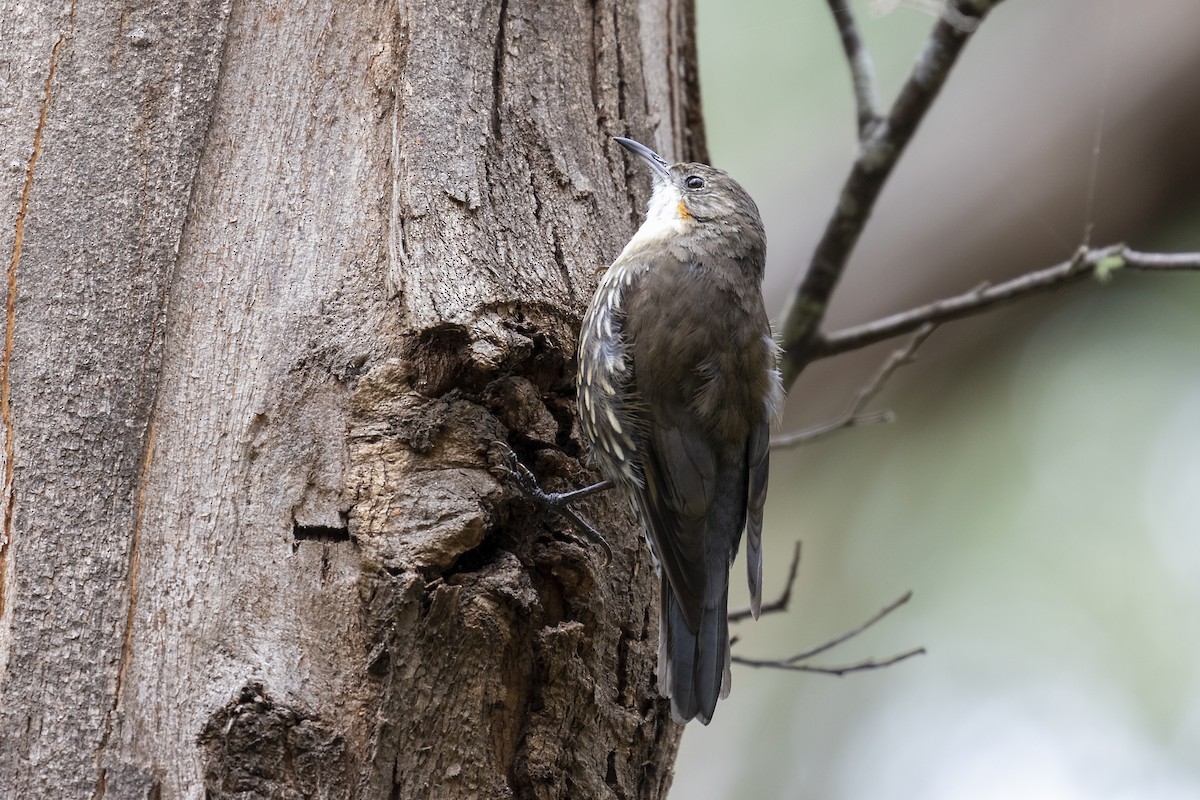 White-throated Treecreeper - ML211122841