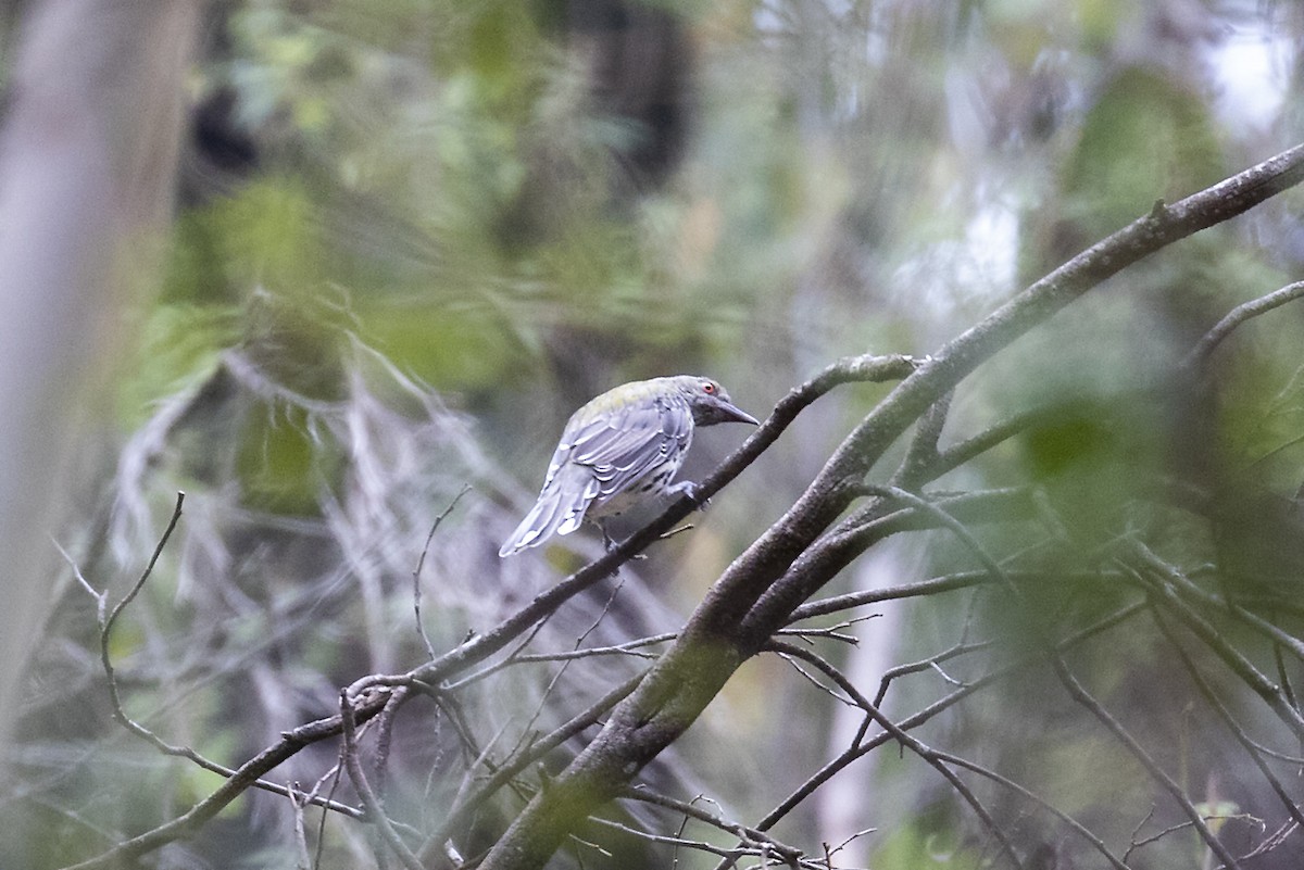 Olive-backed Oriole - ML211122871