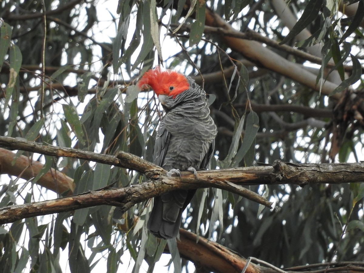 Gang-gang Cockatoo - ML211124301