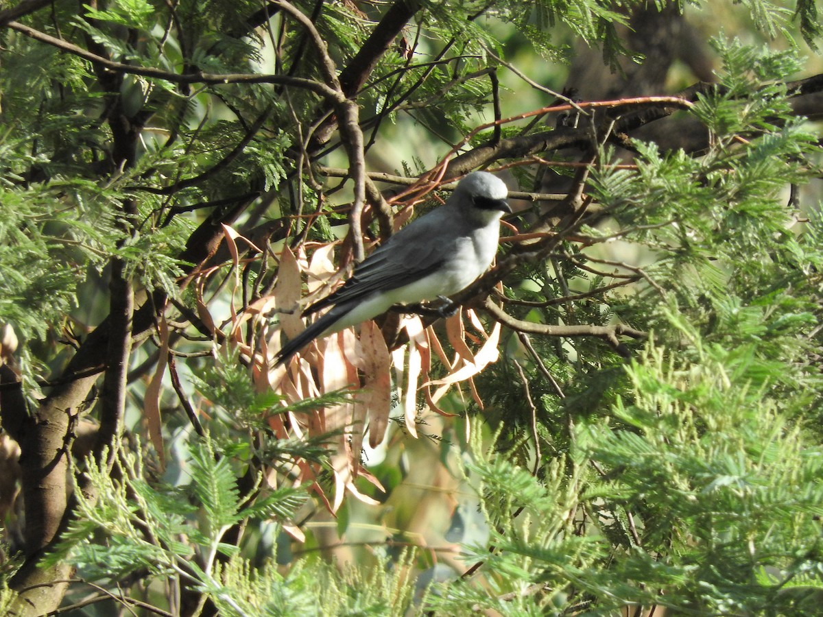 White-bellied Cuckooshrike - ML211124551