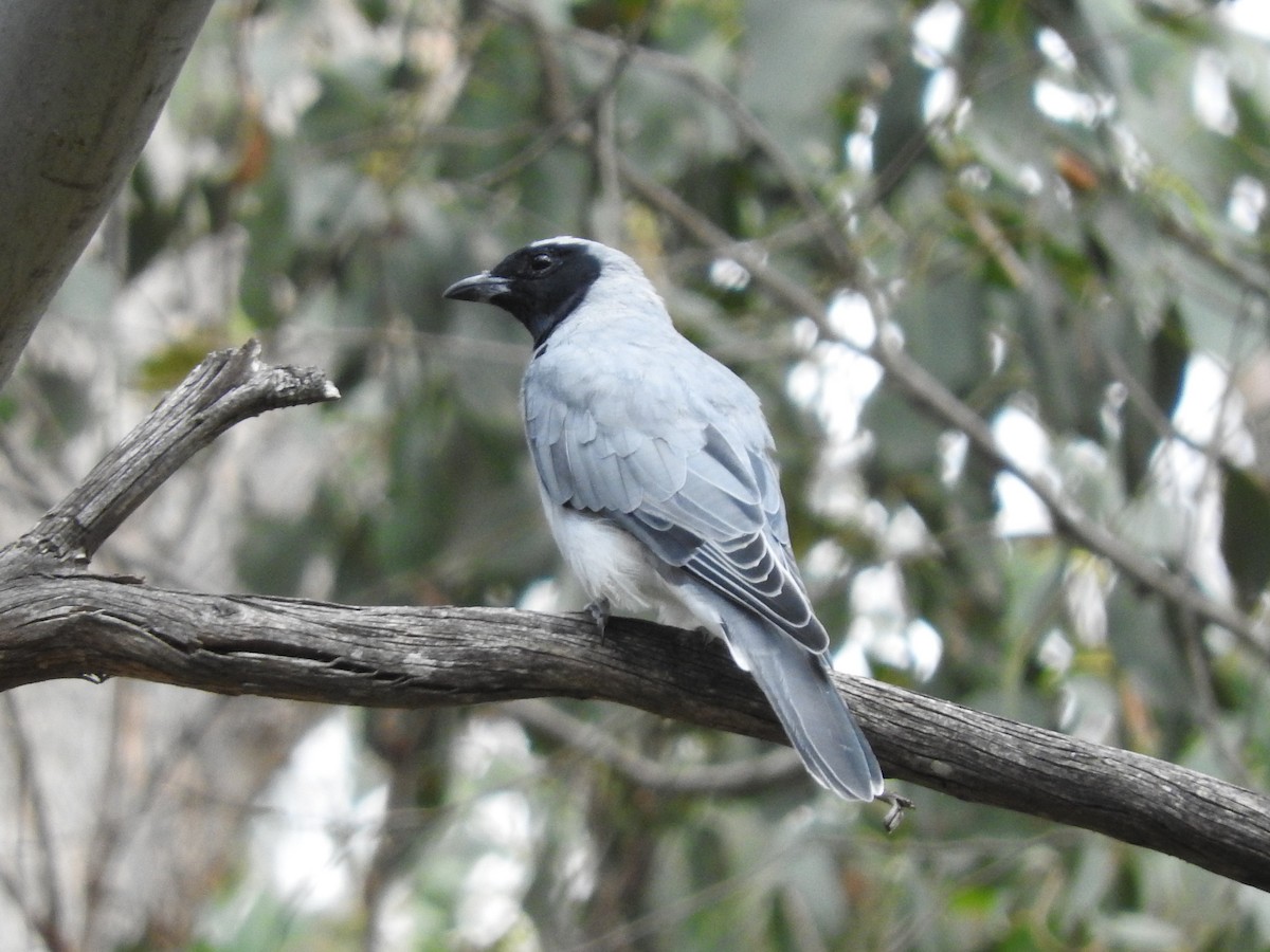 Black-faced Cuckooshrike - ML211124631