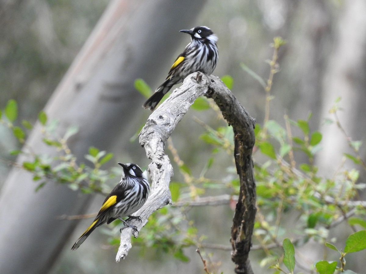 New Holland Honeyeater - Heather King