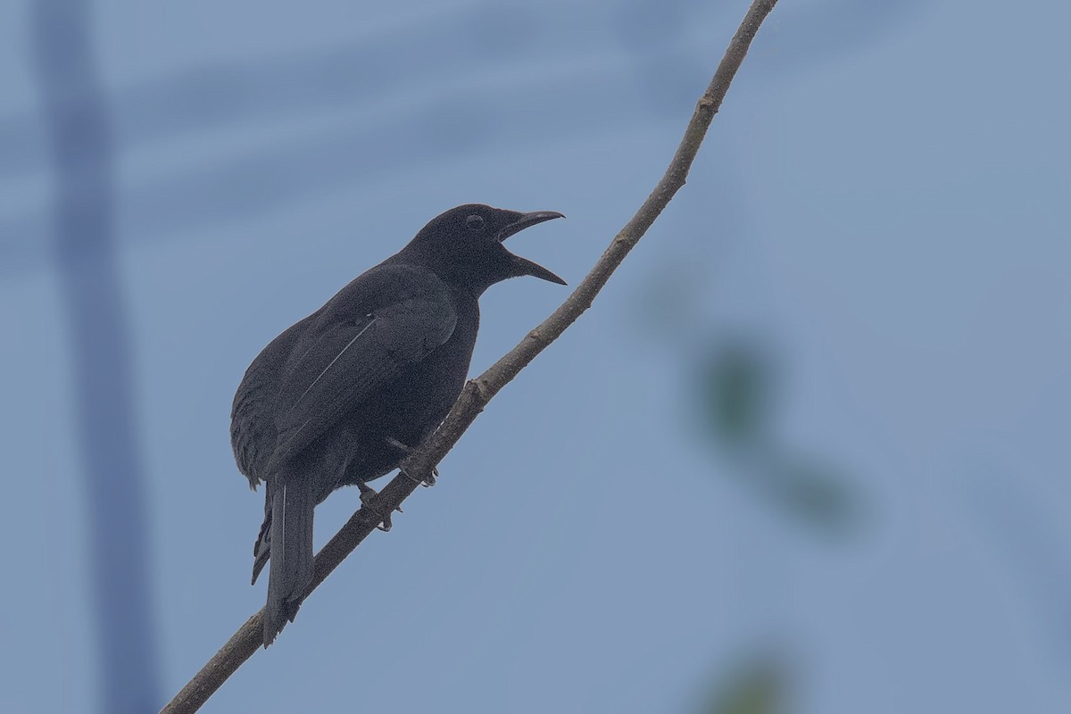 Blackish Cuckooshrike - Bradley Hacker 🦜