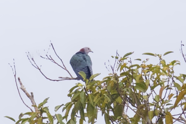 Green Imperial-Pigeon (Maroon-naped) - ML211124781