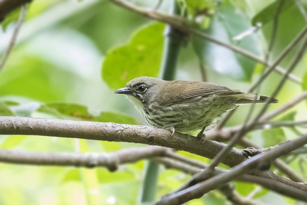 Luzon Striped-Babbler - ML211124831