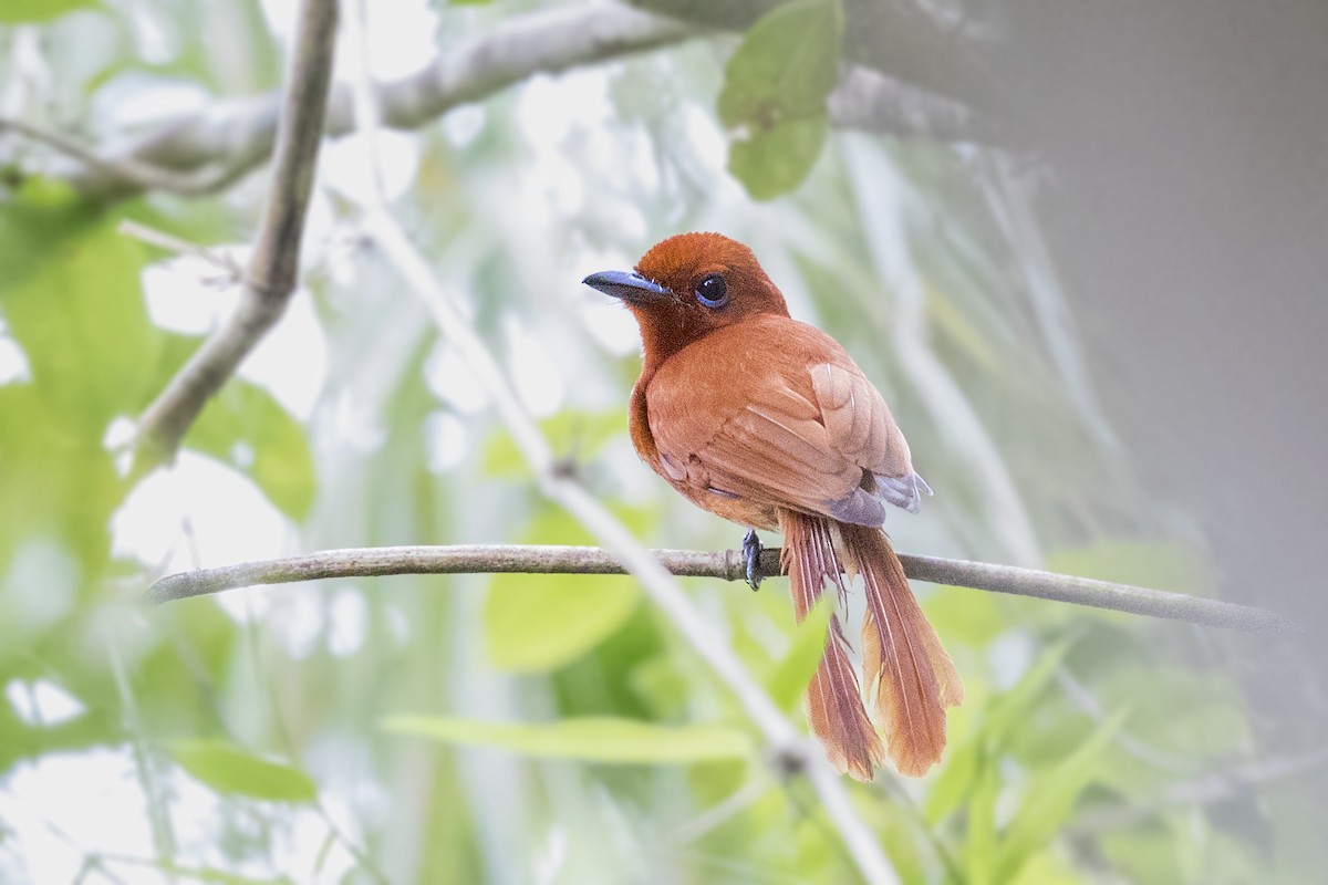 Rufous Paradise-Flycatcher (Northern) - ML211124991