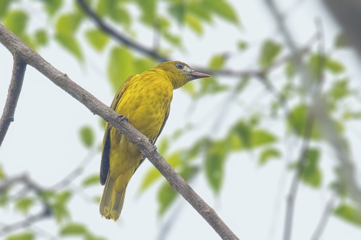 White-lored Oriole - Bradley Hacker 🦜