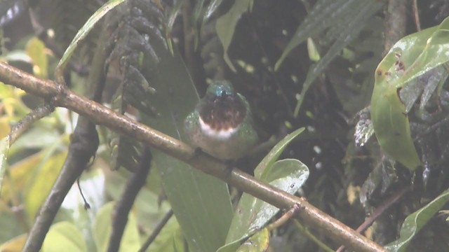 Colibrí Gorjiamatista (grupo amethysticollis) - ML211125351