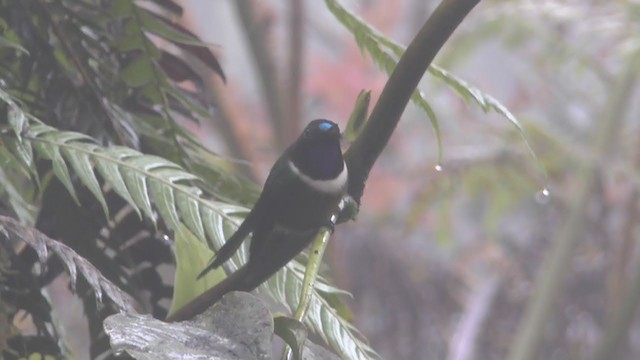 Colibrí Gorjiamatista (grupo amethysticollis) - ML211125711