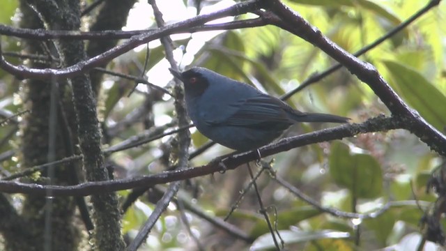 Masked Flowerpiercer - ML211126461