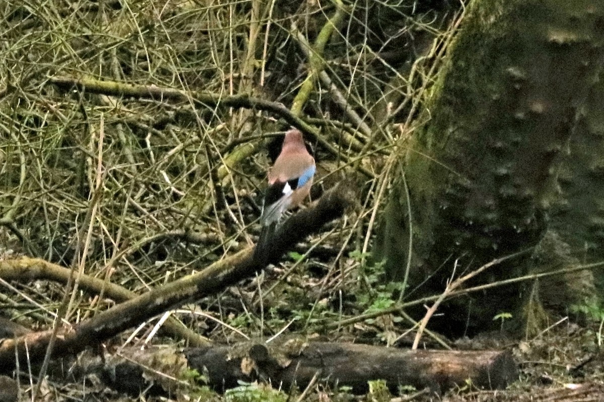 Eurasian Jay - ML211127951