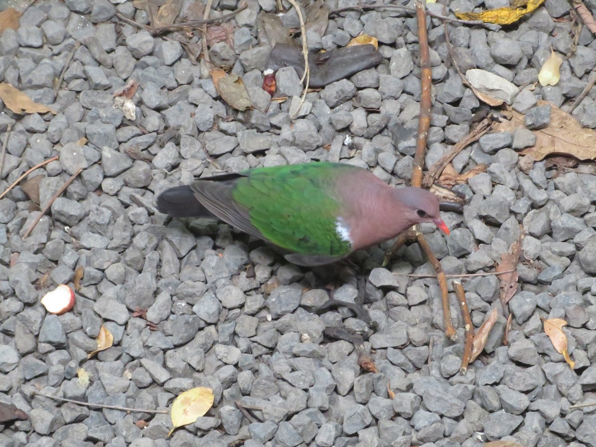 Pacific Emerald Dove - ML211128031