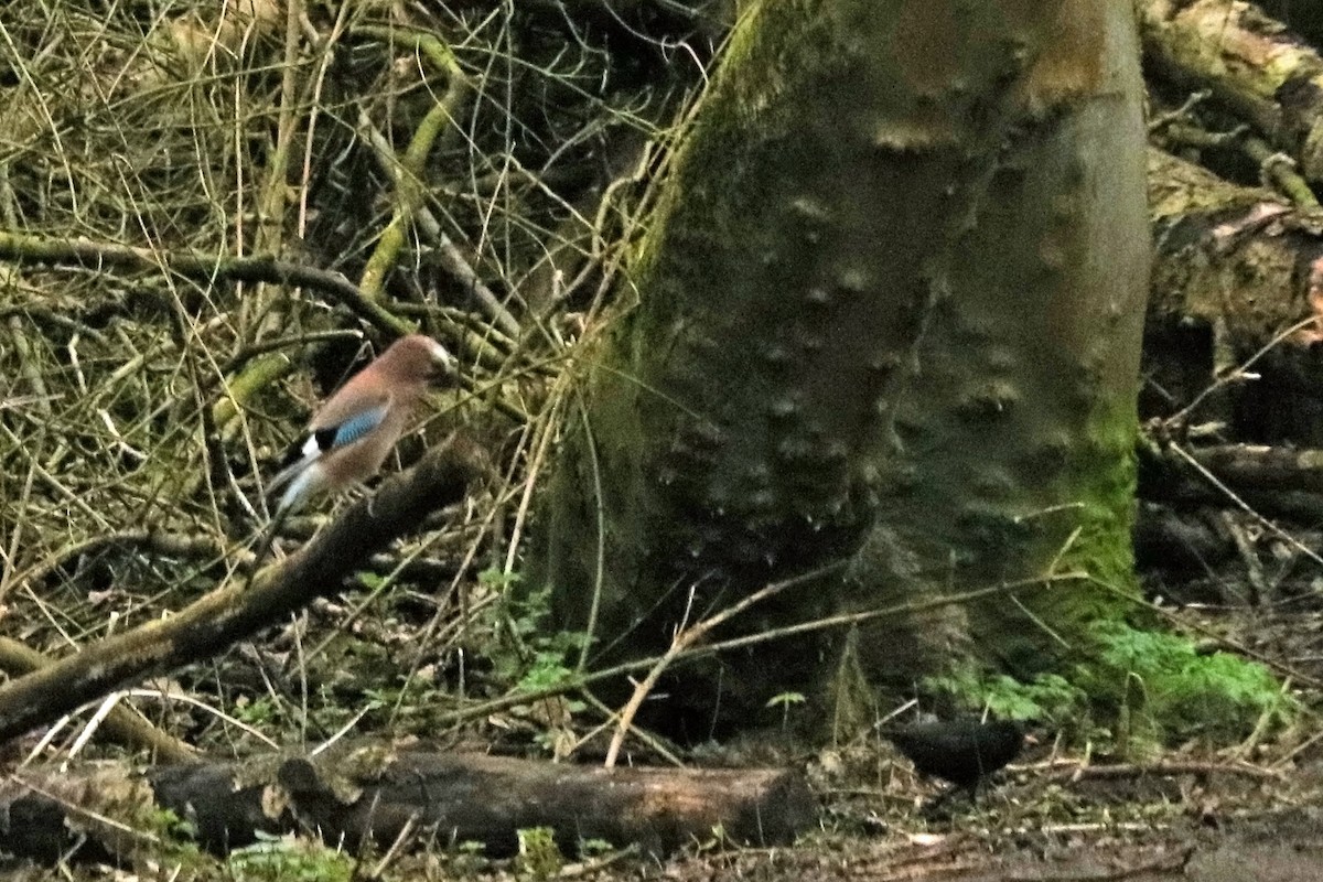Eurasian Jay - ML211128161