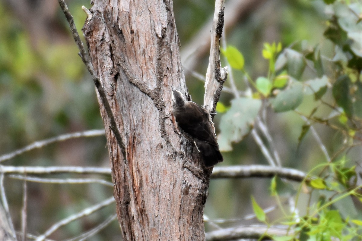 Brown Treecreeper - ML211129101