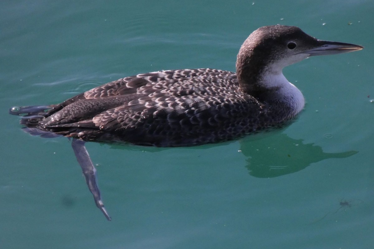 Common Loon - Joseba Amenabar