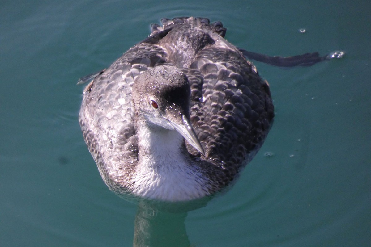 Common Loon - ML211129311