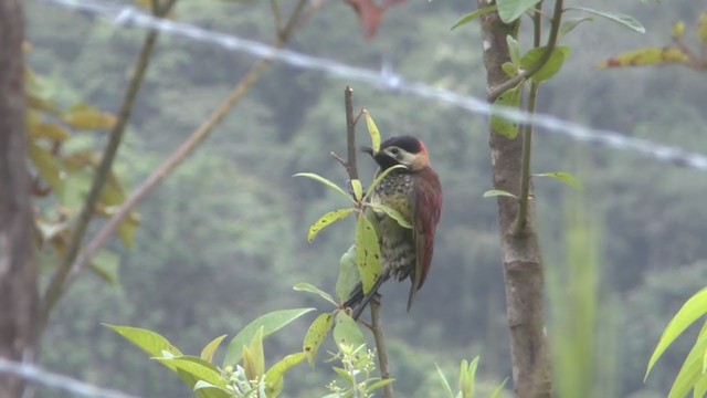 Crimson-mantled Woodpecker - ML211129421