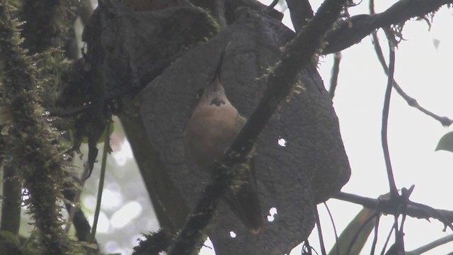 Fawn-breasted Brilliant - ML211129681